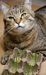 Tabby cat lies next to catnip or cat grass. Portrait of cute cat near pet grass. Natural hairball treatment, brown pet cat eating fresh grass, green oats with copy space. Pet health concept.