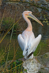 LYON, FRANCE, February 24, 2021 : Pelicans in the morning light of their pond, Parc de la Tete d'Or, in city center.