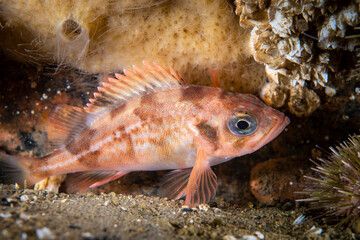 Acadian redfish underwater in the St-Lawrence River