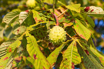 Kastanie im Herbst