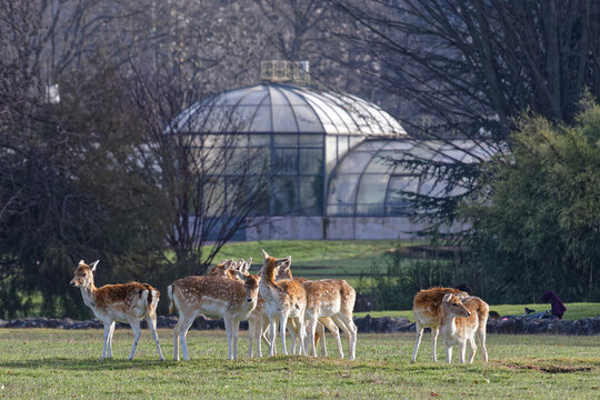 LYON, FRANCE, February 24, 2021 : A herd of deer on the meadows of Parc de la Tete d'or. The park is one of the larger city park in France.