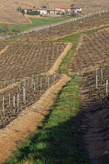 Vineyards landscape of Beaujolais, near the village of Fleurie