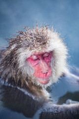  Japanese macaque taking a relaxing bath in a hot spring