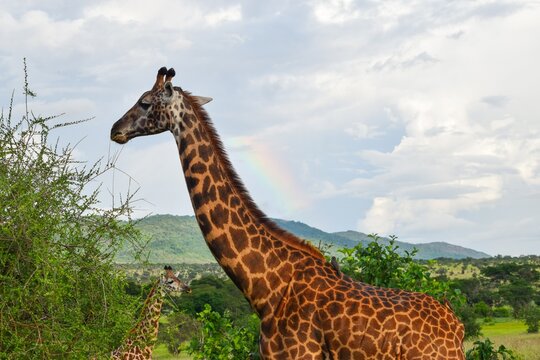 Masai Giraffes - Giraffa camelopardalis tippelskirchii against a arainbow background at Tsavo National Park, Kenya