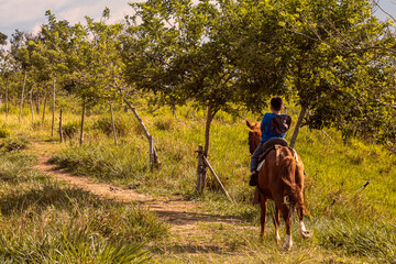 child riding horse in the field