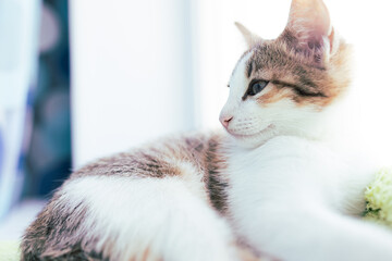 light young cat is resting on a light background