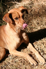 portrait of a dog