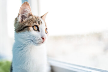 pensive cat looking out the window