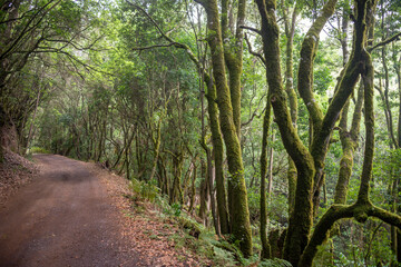 Fototapeta na wymiar Sendero en el bosque de el Cedro en La Gomera, Canarias