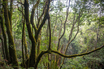 Bosque de laurisilva en el monte de el Cdro en la isla de la Gomera, Canarias