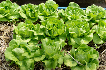Fresh butterhead lettuce, Boston lettuce plant on the ground in an organic farm..