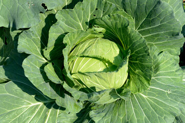 Brassica Oleracea, Green Cabbage plant on the ground in an organic farm.
