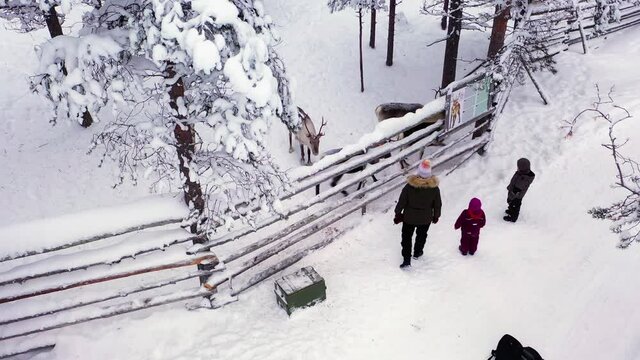 Aerial view of a family feeding Reindeers at a farm, winter, in Lapland - Rangifer tarandus - orbit, drone shot