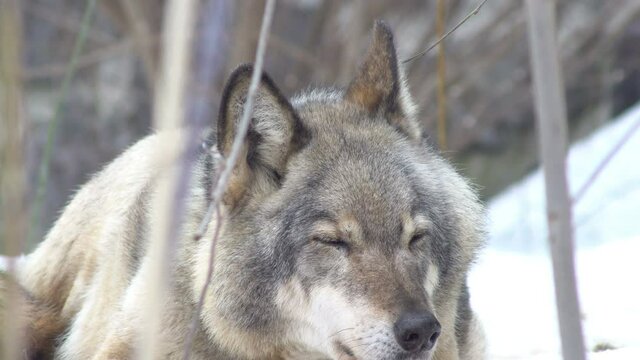 wolf falls asleep in the snow