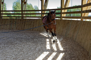 Horse during longeing training in roofed round pen arena. Bay horse running in circle on longe line...