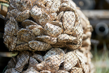 Oyster farm. Lots of nylon nets with spent oyster shells. Selective focus.