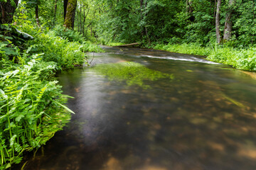 Fototapeta premium Flowing Sopot river. Smooth water surface, bushy river banks. Roztocze, Poland, Europe.