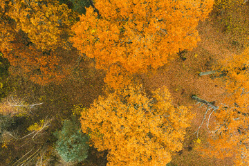 Fall forest landscape view from above. Colorful nature background. Autumn forest aerial drone view.Idyllic fall scenery from a birds eye view.Trees with yellow and orange leaves.