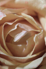 Close-up view of rose petals. Background