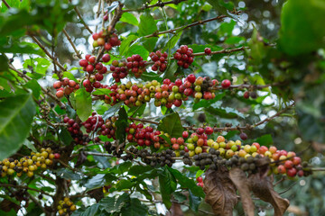 Obraz premium red coffee beans on the tree 