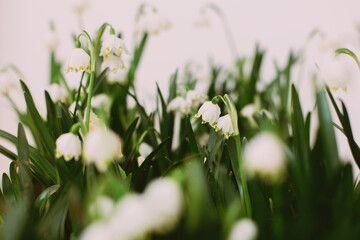 Hello spring. Spring snowflakes flowers growing on white background. First flowers. Save environment