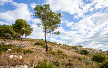 Fototapeta na wymiar Mediterranean forest landscape in the Sierra d'irta Natural Park Spain