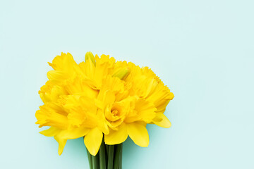 Bouquet of yellow narcissus or daffodil flowers on a blue background. Valentines Day, Mothers day celebration concept.