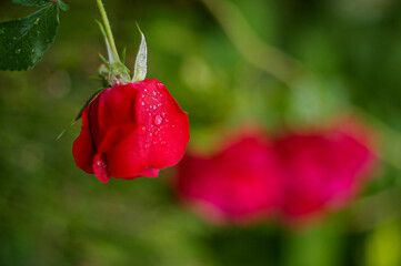 red rose with dew drops