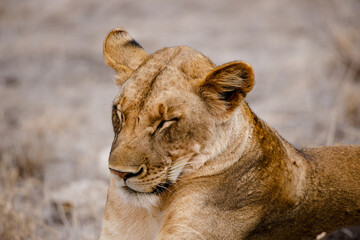 Kenia
