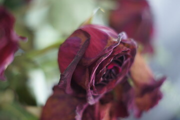 Flowers, Rose