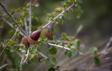 Acorn nut in young cork oak tree etail close up