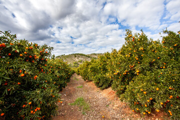 Fototapeta na wymiar Andalusia mandarin plantation fruit orchards in southern spain