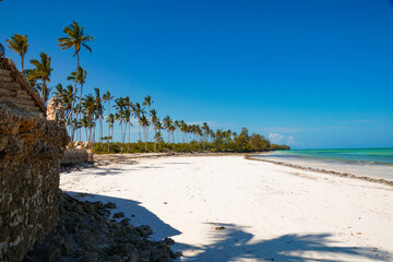 Palm trees growing at Uroa Beach, Zanzibar