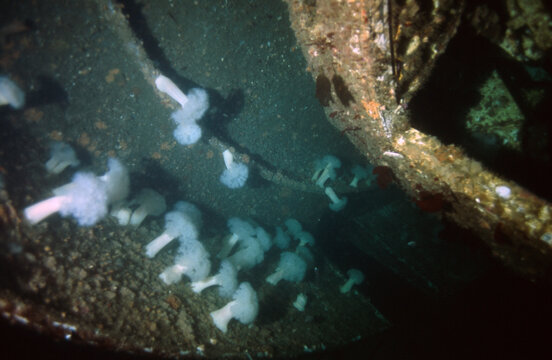 Invertebrate Sea Life on HMCS Yukon Shipwreck in the Gun Turret with White, Cold Water, Sea Anemones