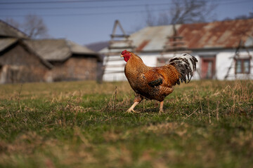 Rooster in the grass
