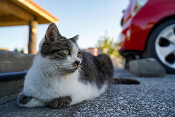 Fototapete bei efototapeten.de bestellen   