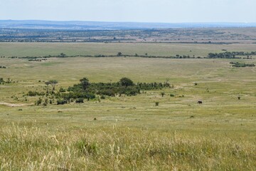 Fototapeta na wymiar Scenic view of the savannah grassland landscapes in Tsavo National Park, Kenya