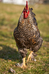 Rooster in the grass