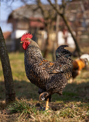 Rooster in the grass