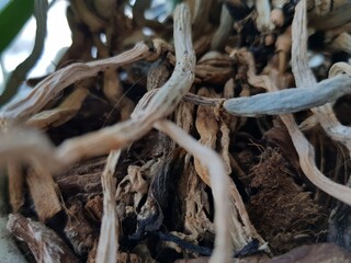 Orchid flower roots in a clay pot