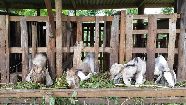Several goats in the pen are eating grass. Natural fattening process without additional feed. The process takes longer but saves resources