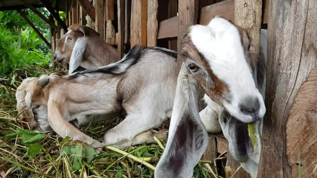 Several goats in the pen are eating grass. Natural fattening process without additional feed. The process takes longer but saves resources