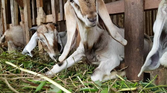 Several goats in the pen are eating grass. Natural fattening process without additional feed. The process takes longer but saves resources