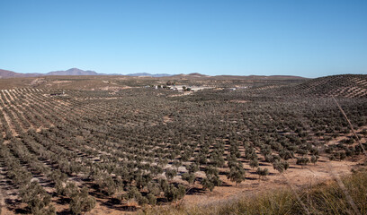 Naklejka premium Olive grove and livestock breeding houses Andalusia Food Agriculture Landscape