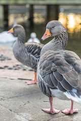 Closeup of beautiful greylag goose walking in the park with other geese behind. Brown patterned big bird looking for food, the largest and bulkiest of the wild geese native to the UK and Europe