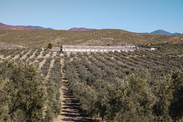 Olive grove and livestock breeding houses  Andalusia Food Agriculture Landscape