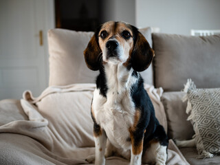 BEAGLE DOG ON COUCH AT HOME