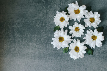 The branches of a blooming chrysanthemum lie on a gray background.Cut flowers. Vintage style. Copy space 