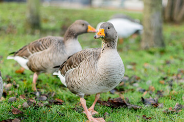Naklejka na ściany i meble Closeup of beautiful greylag goose walking in the park with other geese behind. Brown patterned big bird looking for food, the largest and bulkiest of the wild geese native to the UK and Europe