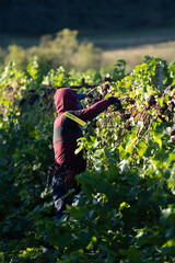 A young woman harvesting grapes in a vineyard